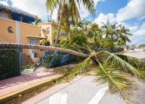 How to Clean Up Tree Damage After a Storm