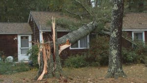 How to Prepare Your Trees for Hurricane Season