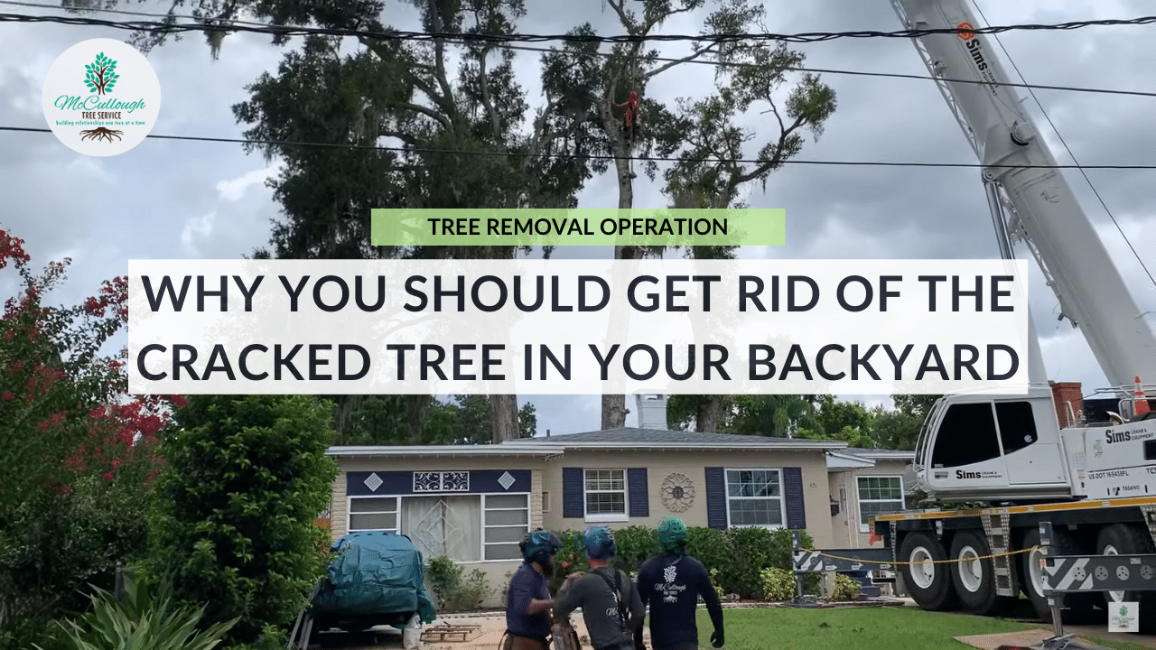 Check Out Our Videos Mccullough Tree Service