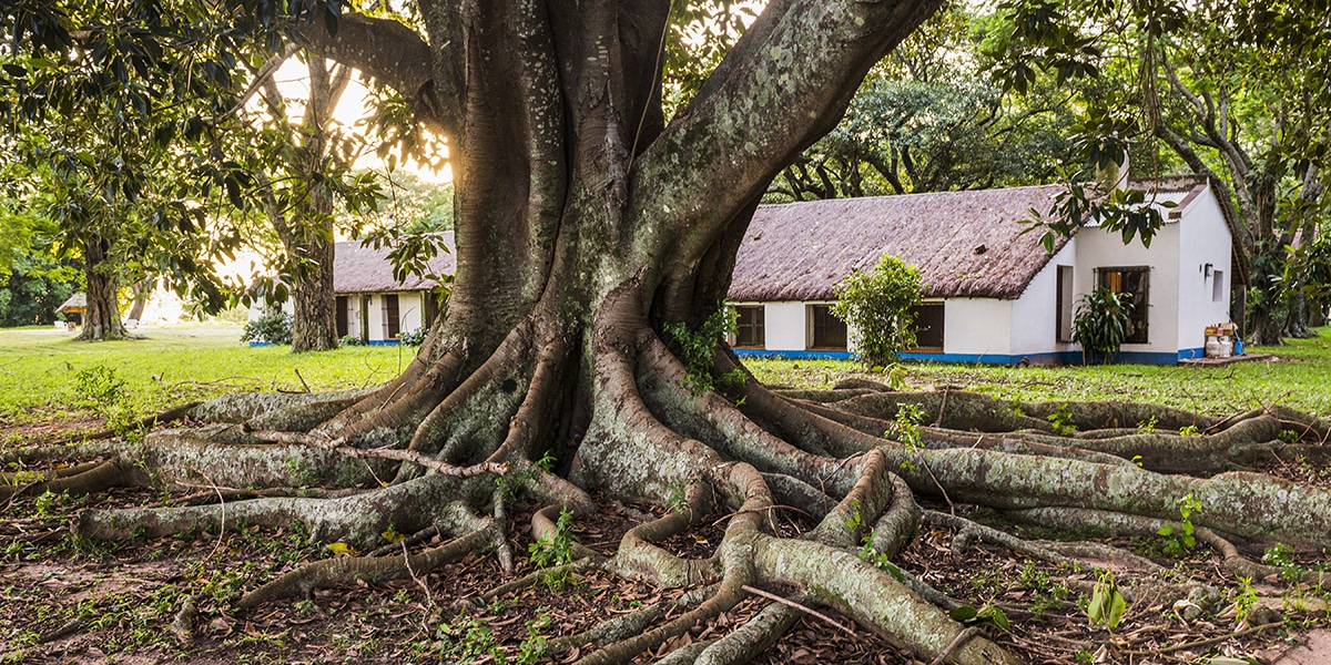 Multi-Trunk Trees