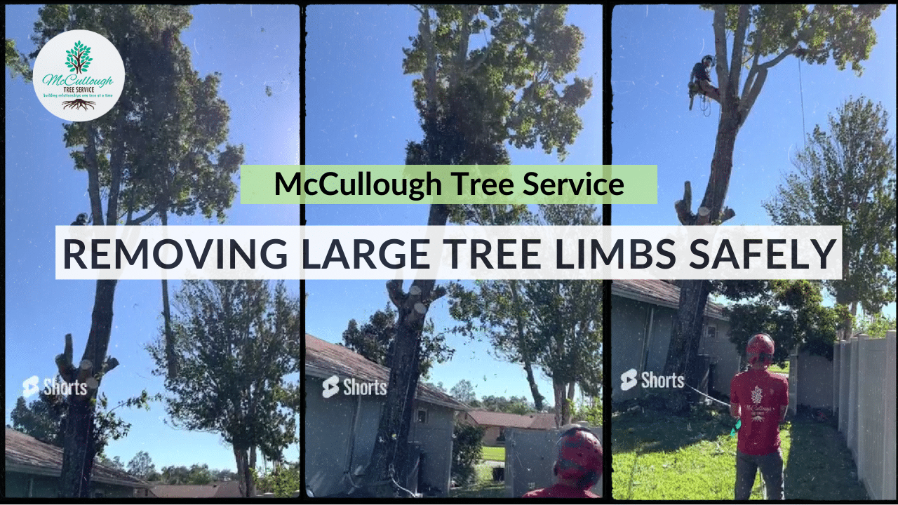 Check Out Our Videos Mccullough Tree Service