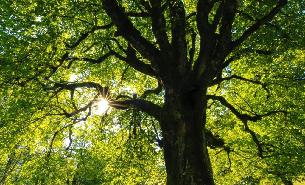 Trees Boosts Property Value