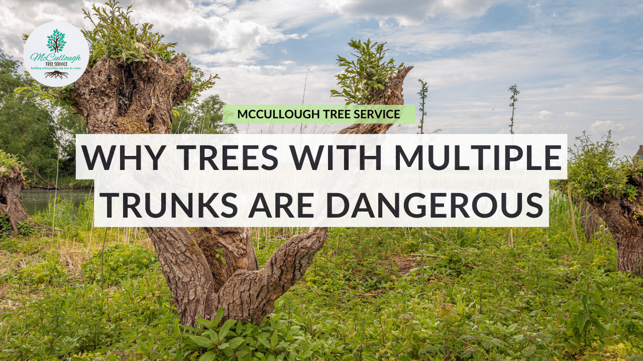 Check Out Our Videos Mccullough Tree Service