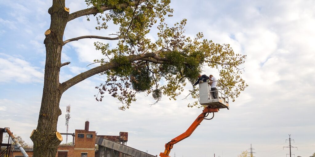 Unhealthy Tree