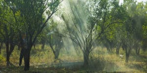 allelopathic trees