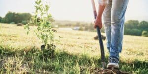 best time to plant a tree