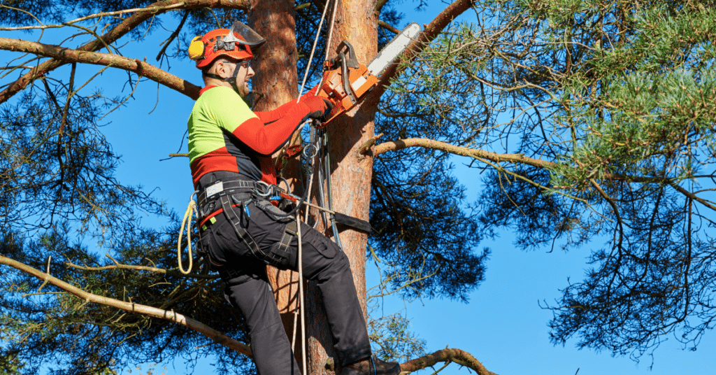 certified arborist