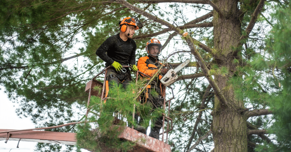 Certified Arborist Service in Orlando & Central Florida McCullough