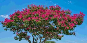 colorful trees in florida