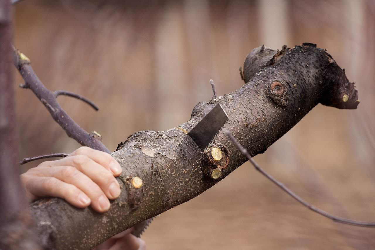 Tree Trimming and Tree Removal Tools