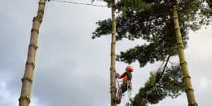 cutting a leaning tree