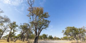 dehydrated tree