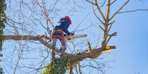 does homeowners insurance cover dead tree removal