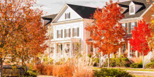 front yard tree placement