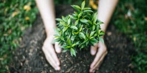 fruit tree spacing