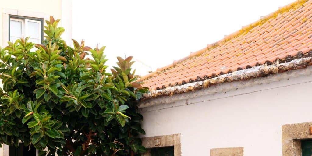 How Close Can I Plant Trees to My House? Tree Placement Tips