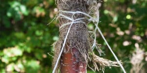 how to brace a large leaning tree