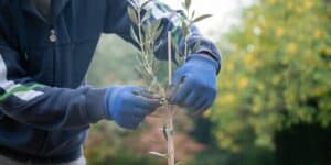 how to care for newly planted trees