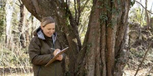 Repairing Damaged Tree Bark