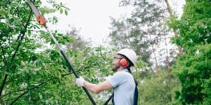 how to trim tall trees