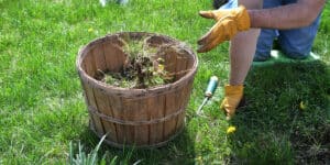 invasive plant control methods Three Different Invasive Plant Control Methods to Use