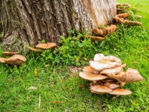 mushroom growing on tree