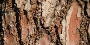 Tree Bark Peeling: Causes and Solutions for Healthy Trees - Arborist Now