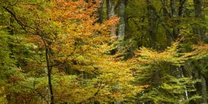 signs of drought stress in trees