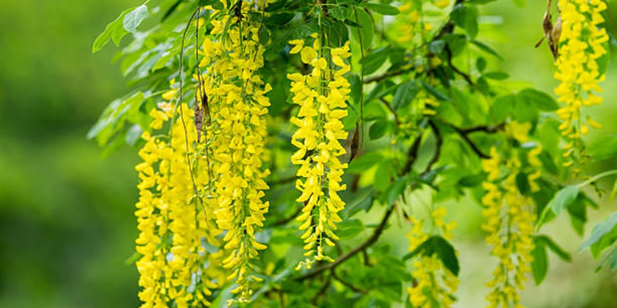 Small Trees for the Front of a House McCullough Tree Service