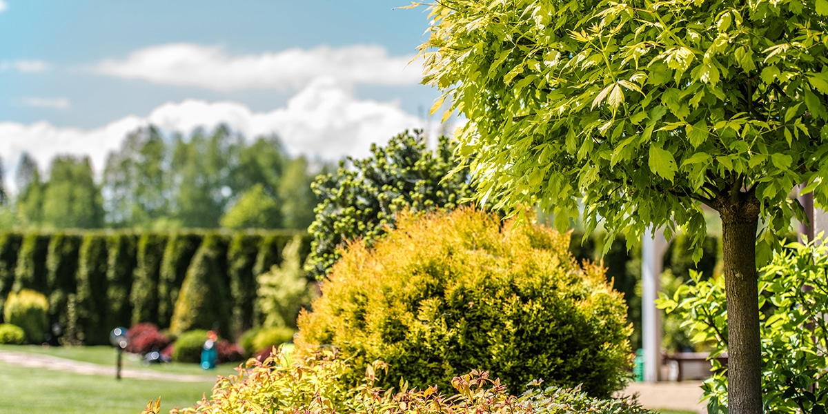 What is the Spacing of Trees in Your Backyard?