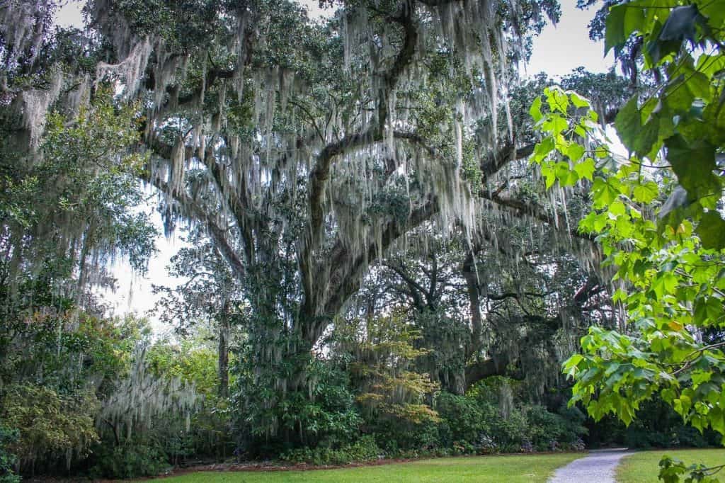 how-to-remove-spanish-moss-from-trees-mccullough-tree-service