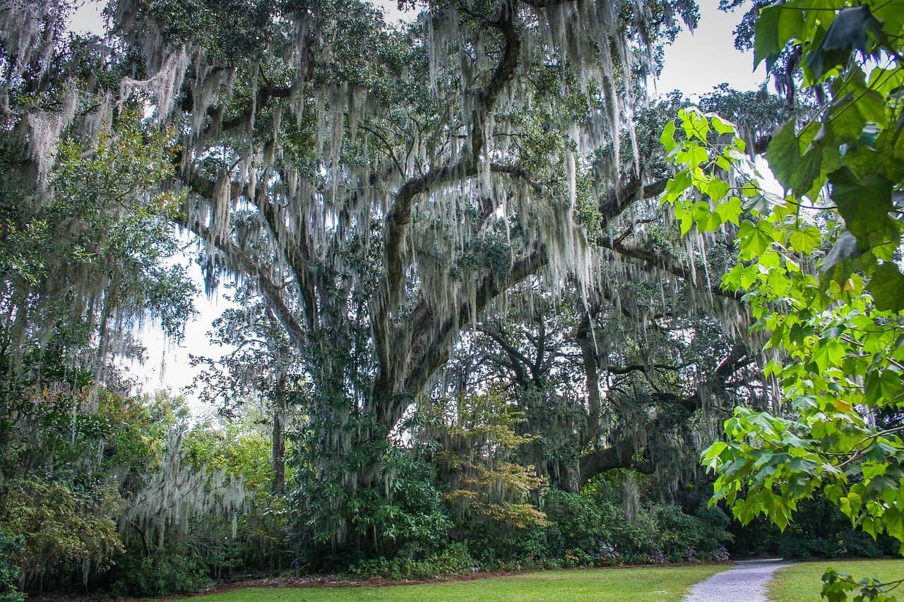 Is green moss on trees harmful?