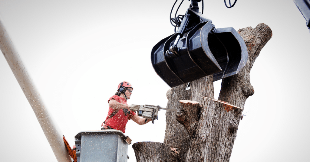 storm damage tree cleanup