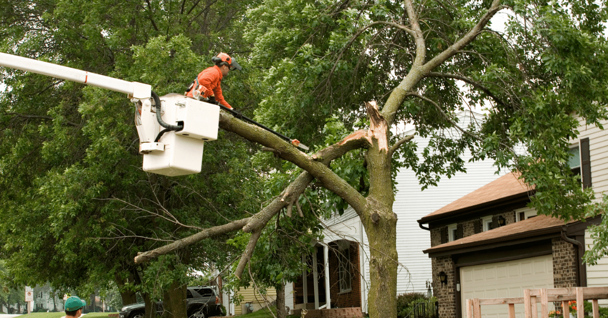 storm damage tree cleanup