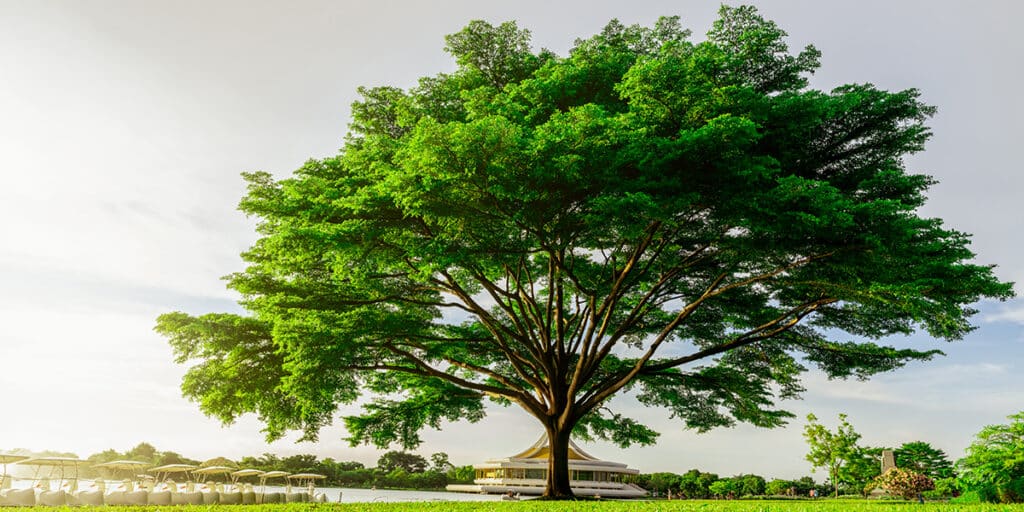 3 Essential Tree Nutrients and Where Trees Get Them