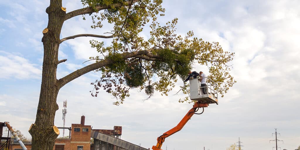 How to Safely Remove Trees That Are Too Close to Your House