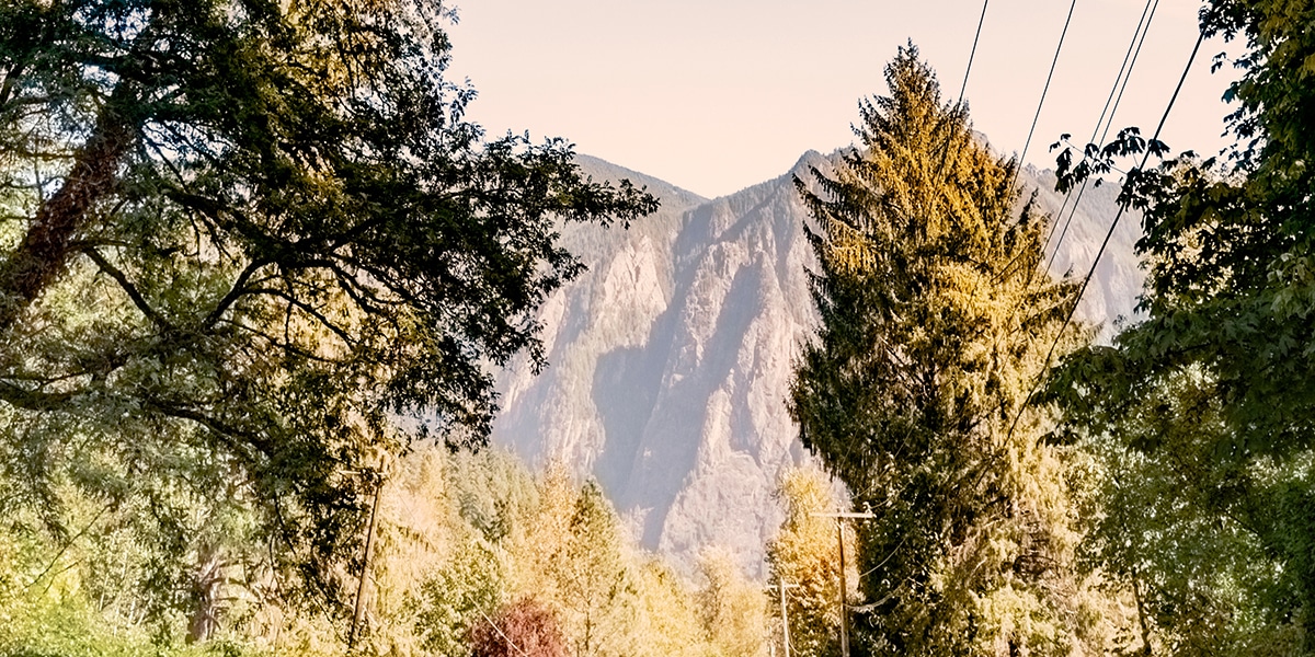 Trees touching power lines dangers and steps to take