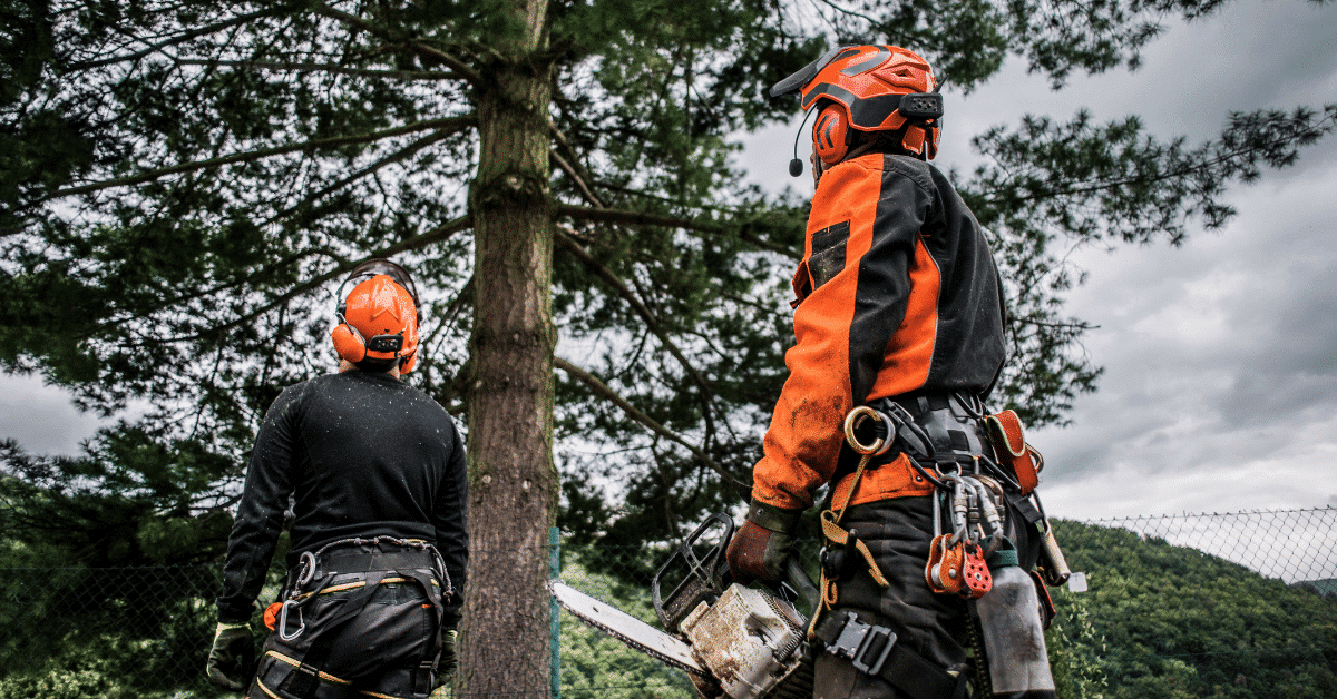 tree trimming for solar panels