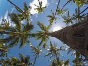 Tree Trimming