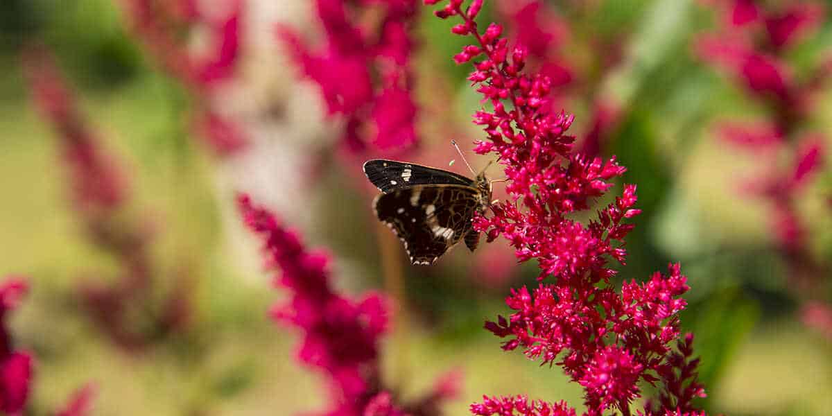 5 Trees That Will Attract Birds & Butterflies to Your Yard