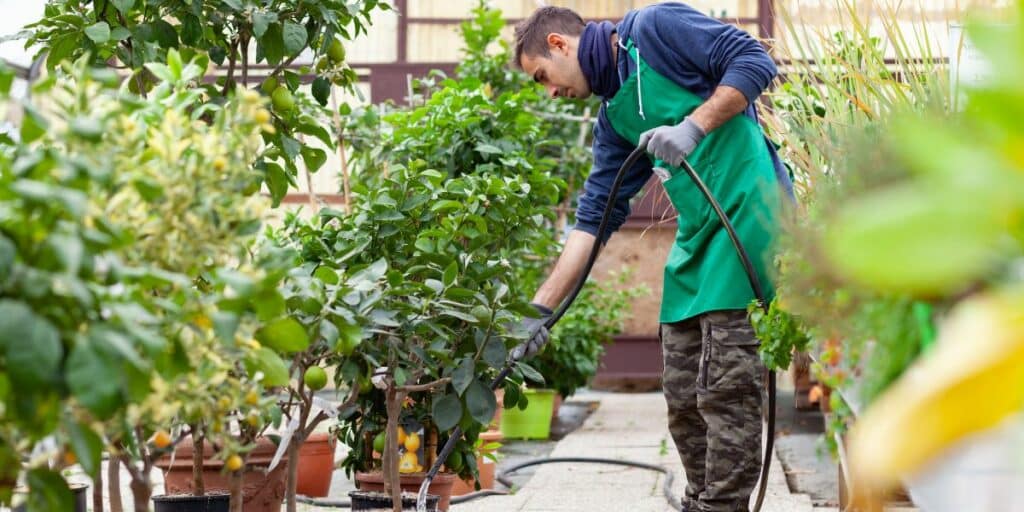 watering new trees in hot weather